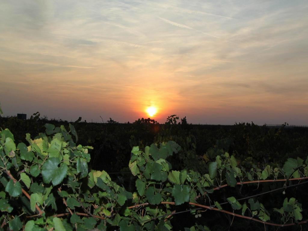 Vinski Dvor Palic Luaran gambar